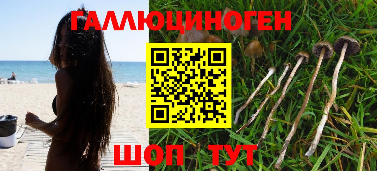 Галлюциногенные грибы Psilocybine cubensis Новоалтайск